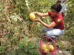融合觀光體驗(yàn)與農(nóng)品產(chǎn)銷 東河區(qū)農(nóng)業(yè)產(chǎn)業(yè)升級(jí)之路